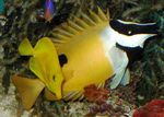 Aquarium Fishes One Spot Foxface  Photo and characteristics