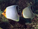  Orange face butterflyfish  Photo and characteristics