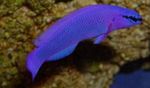 Aquarium Fishes Orchid Dottyback  Photo and characteristics