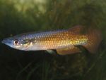 Peixes de Aquário Pachypanchax Ouro foto, descrição e cuidado, crescente e características