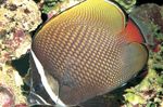 Akvarijske Ribice Pakistan Butterflyfish, Chaetodon collare vložki fotografija, opis in nega, rast in značilnosti