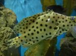 Peixes de Aquário Panther Grouper, Cromileptes altivelis Manchado foto, descrição e cuidado, crescente e características