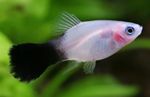 Photo Aquarium Fishes Papageienplaty characteristics