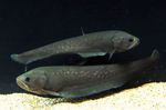 Photo Aquarium Fishes Papyrocranus characteristics