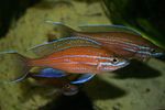 Foto Aquarium Fische Paracyprichromis Merkmale