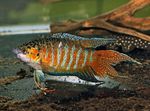 Paradise Fish, Macropodus opercularis Striped Photo, description and care, growing and characteristics