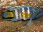 Aquarium Fishes Paraplesiops  Photo and characteristics