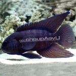 Peixes de Aquário Paraplesiops Manchado foto, descrição e cuidado, crescente e características