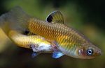 Peixes de Aquário Phallichthys Ouro foto, descrição e cuidado, crescente e características