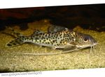  Pictus Catfish  Photo and characteristics