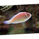  Pink Skunk Clownfish  Photo and characteristics