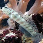 観賞魚 ピンクの斑点の警備員のハゼ, Cryptocentrus leptocephalus スポッティング フォト, 説明 と ケア, 成長 と 特性