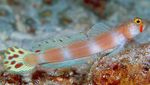 Aquarium Fish Pinkbar Goby, Amblyeleotris aurora Striped Photo, description and care, growing and characteristics