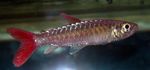 观赏鱼 Pinktail Chalceus, Chalceus macrolepidotus 银 照, 描述 和 关怀, 成长 和 特点