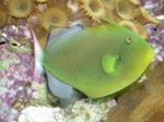  Pinktail Triggerfish  Photo and characteristics