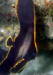  Pinnatus Batfish  Photo and characteristics