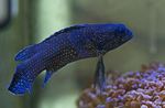 Aquarium Fishes Plesiops  Photo and characteristics