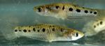 Akvaariumi Kalad Poeciliopsis  Foto ja omadused