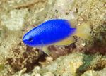 fotoğraf Akvaryum Balıkları Pomacentrus özellikleri