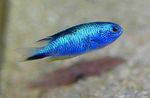 观赏鱼 Pomacentrus 浅蓝 照, 描述 和 关怀, 成长 和 特点