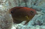 Peixes de Aquário Pomacentrus Marrom foto, descrição e cuidado, crescente e características