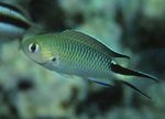 Photo Aquarium Fishes Pomachromis characteristics