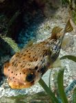 Puffer Porcospino