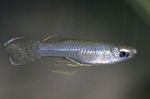 Ryby Akwariowe Poropanchax Srebrny zdjęcie, opis i odejście, hodowla i charakterystyka