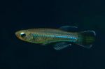 fotoğraf Akvaryum Balıkları Poropanchax özellikleri