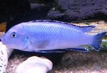 Photo Aquarium Fishes Powder Blue Cichlid characteristics
