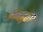 fotoğraf Akvaryum Balıkları Priapella özellikleri