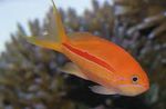 Aquarium Fish Pseudanthias Striped Photo, description and care, growing and characteristics