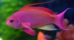 Aquarium Fishes Pseudanthias  Photo and characteristics