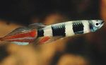 Aquarium Fishes Pseudepiplatys annulatus  Photo and characteristics