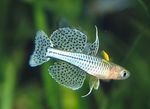 Aquarium Fishes Pseudomugil gertrudae  Photo and characteristics
