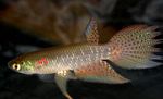 Akvarij Ribe Pterolebias uočena Foto, opis i briga, uzgoj i karakteristike