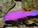 Aquarium Fishes Purple Dottyback  Photo and characteristics