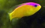 Photo Aquarium Fishes Purple Stripe Dottyback characteristics