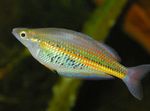 拉姆Rainbowfish的