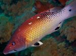  Red Diana Hogfish  Photo and characteristics