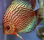 Aquariumvissen Rode Discus, Symphysodon discus Gestreept foto, beschrijving en zorg, groeiend en karakteristieken