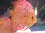 Aquariumvissen Rode Discus, Symphysodon discus Gevlekt foto, beschrijving en zorg, groeiend en karakteristieken