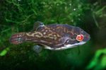 Red Eye Puffer Fish  Photo and characteristics
