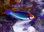 Aquarium Fishes Red-eyed fairy-wrasse  Photo and characteristics