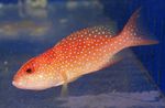 Aquarium Fishes Red Louti Grouper  Photo and characteristics