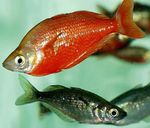 снимка Аквариумни риби Червена Rainbowfish характеристики