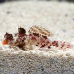 Red Scooter Dragonet