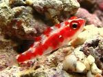 红色斑点的虾虎鱼