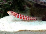 Photo Aquarium Fishes Red-Spotted Sandperch characteristics