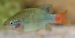 Aquarium Fishes Redtail Goodeid  Photo and characteristics